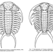 Illustrations of trilobites Illustrations of trilobites