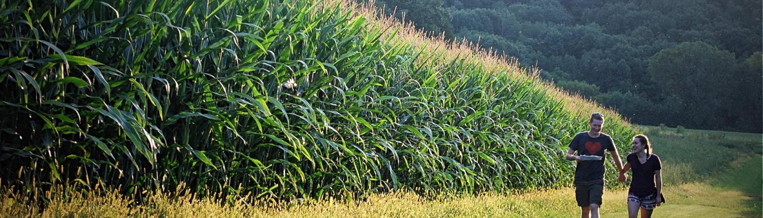 Two people walking around perimeter of corn maze
