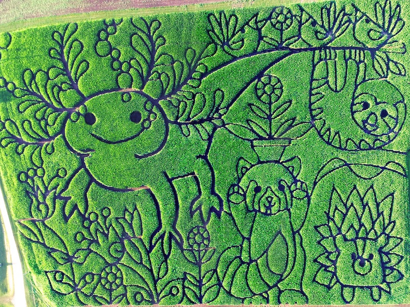 2024 Axolotls Are Cool Corn Maze 2024 Axolotls Are Cool Corn Maze