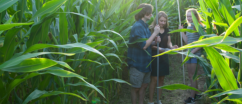 People carrying flags in corn maze People carrying flags in corn maze