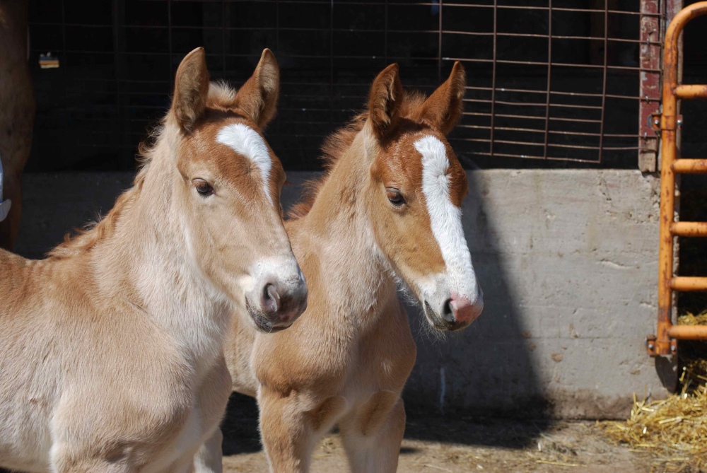 Pair of foals Pair of foals