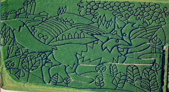 2015 The Fox and the Grapes Corn Maze