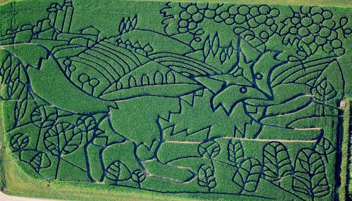 2015 The Fox and the Grapes Corn Maze