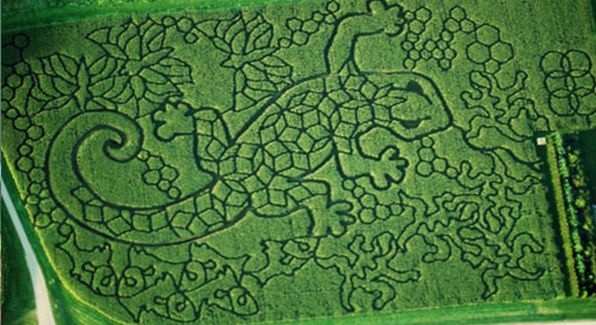 2010 Gecko Tessellations Corn Maze