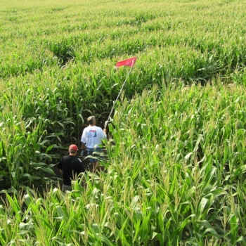 Group carrying flag through corn maze