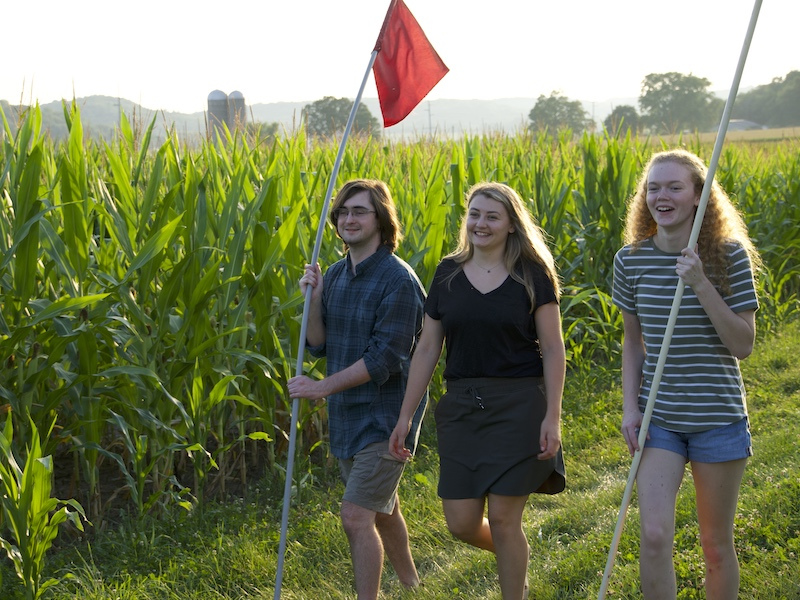 People carrying flags around by corn maze People carrying flags around by corn maze