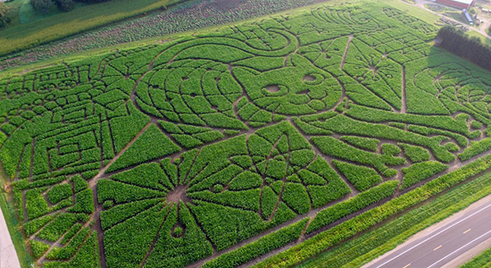 2021 Schrödinger’s Cat Corn Maze