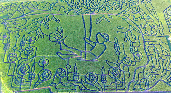 2022 Biophilia Tree Swing Corn Maze