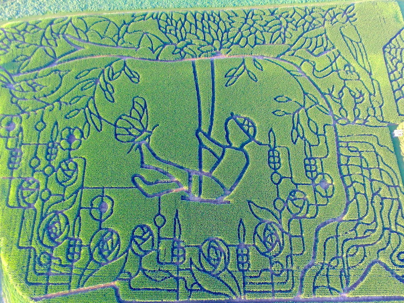 2022 Biophilia Tree Swing Corn Maze