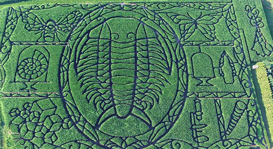 2017 Trilobite Corn Maze