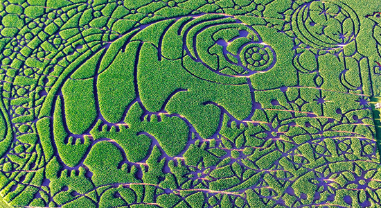 2020 Water Bear Corn Maze