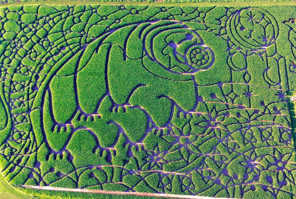 2020 Water Bear Corn Maze
