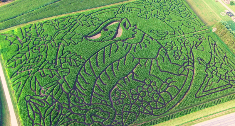 badger-best-corn-maze-wisconsin Wisconsin Badger Corn Maze