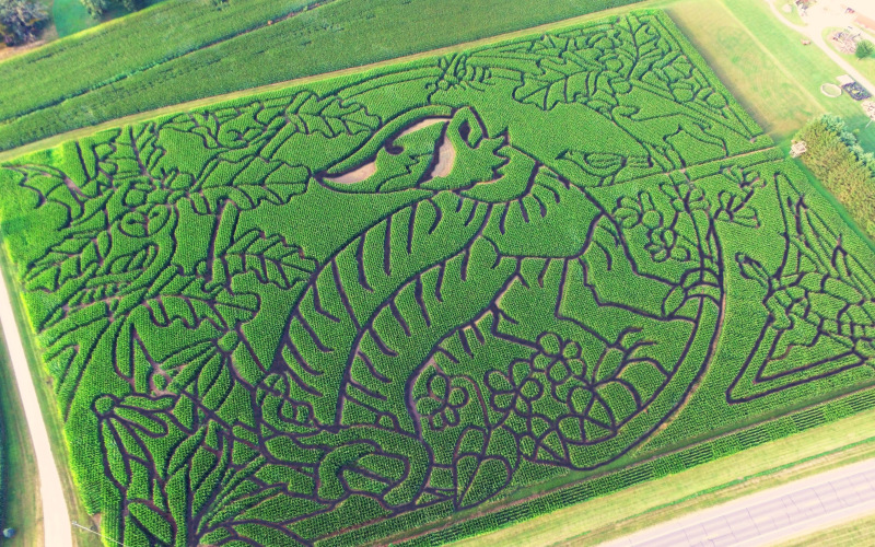 badger-best-corn-maze-wisconsin Wisconsin Badger Corn Maze