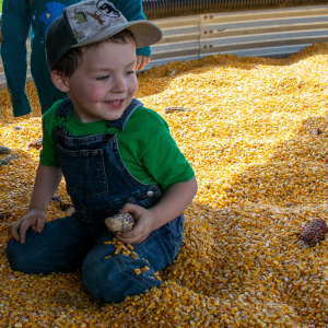 New corn pit at Treinen Farm corn maze and pumpkin patch