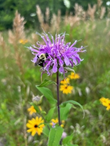 Bumble bee on bee balm at Treinen Farm Oak Savanna Restoration