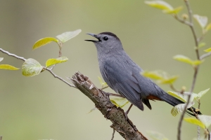 Gray Catbird