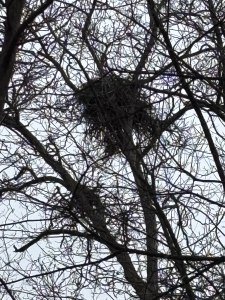 Stick nest high in a tree