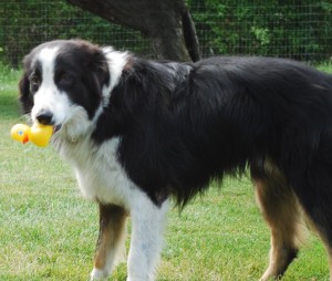 Naughty dog stealing fun from the packages